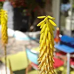 Вилла Fani 3 Агуимес